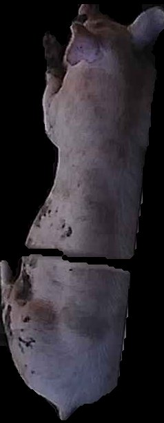 Crop