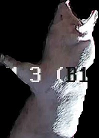 Crop