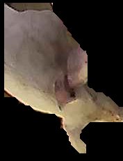 Crop