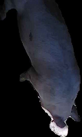 Crop