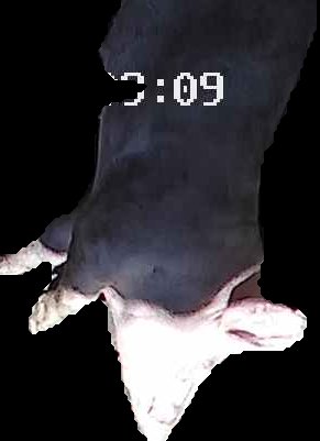 Crop
