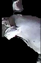 Crop