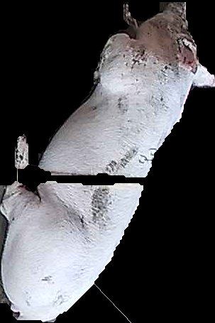Crop