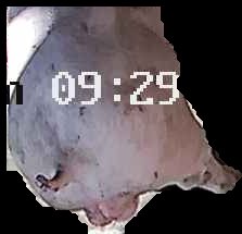 Crop