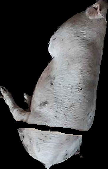 Crop