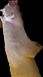 Crop