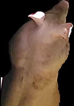 Crop