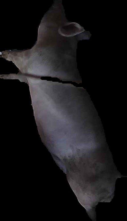Crop