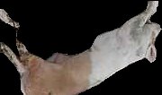 Crop