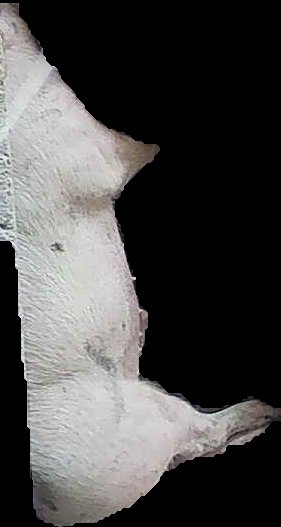 Crop