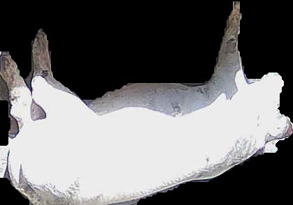 Crop