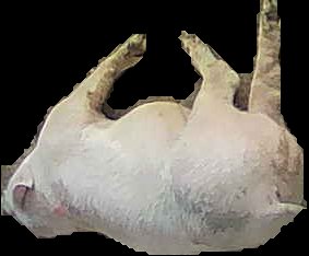 Crop
