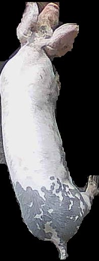 Crop