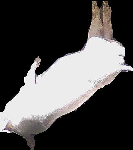 Crop
