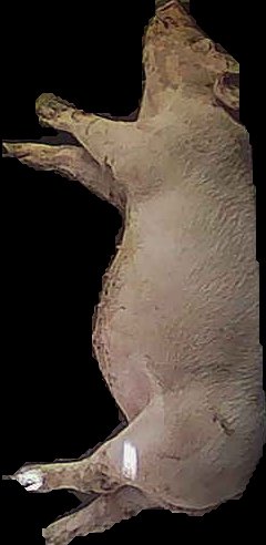 Crop