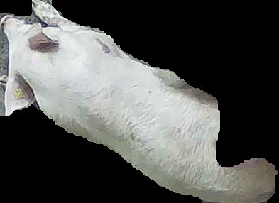 Crop