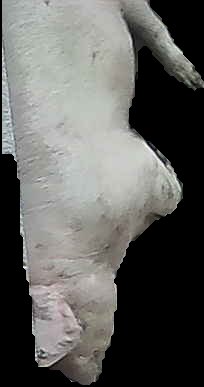 Crop