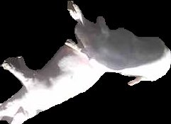 Crop