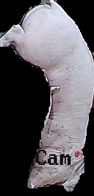 Crop