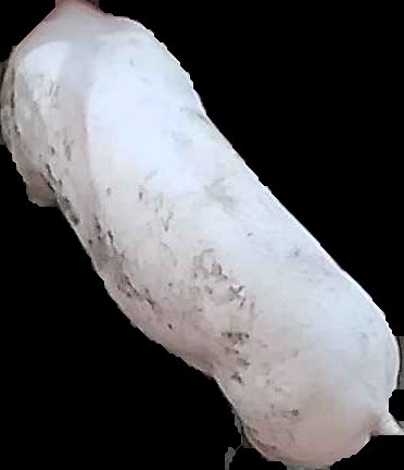 Crop