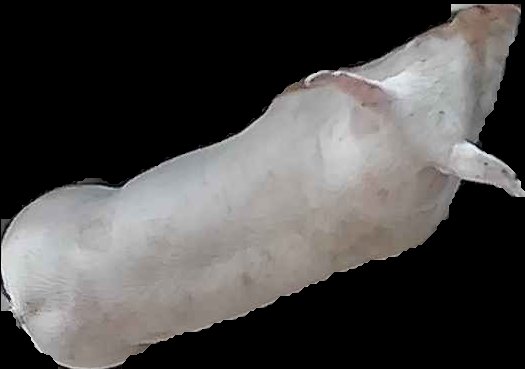 Crop