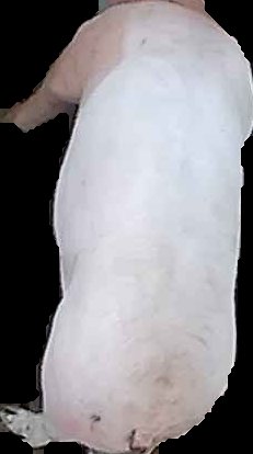 Crop