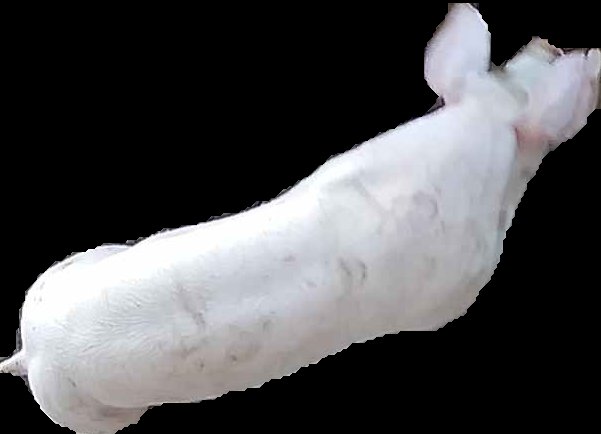 Crop