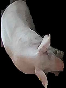 Crop