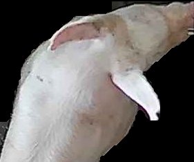 Crop