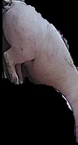 Crop