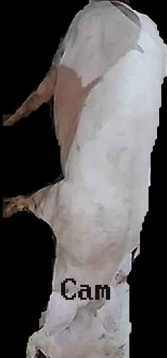 Crop