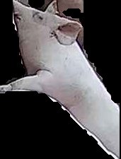 Crop