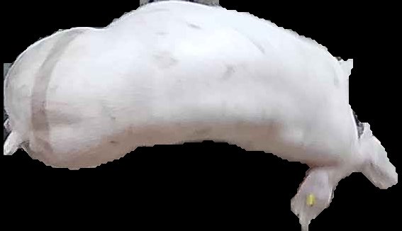 Crop