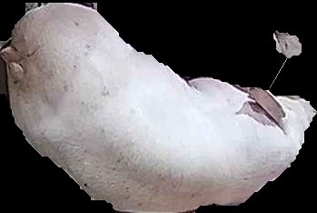 Crop