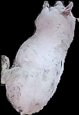 Crop