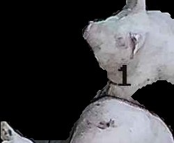 Crop