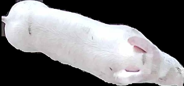 Crop