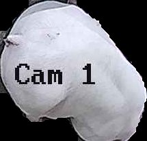 Crop