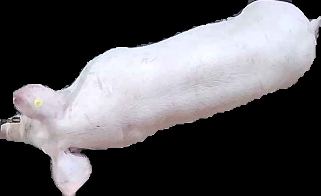 Crop