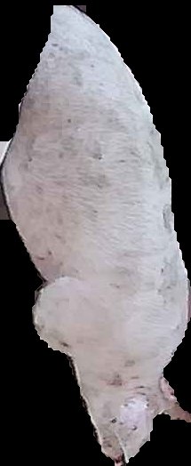 Crop