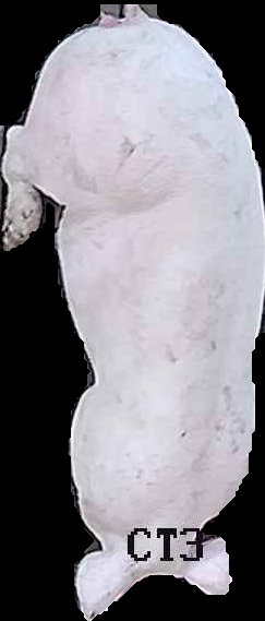 Crop