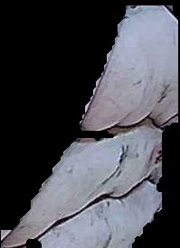 Crop