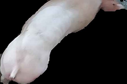 Crop