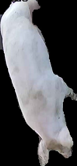 Crop