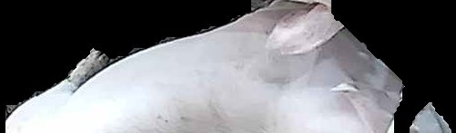 Crop