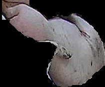 Crop