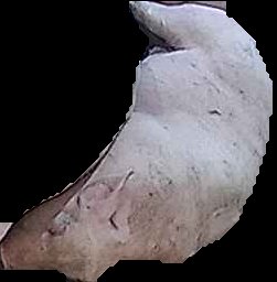 Crop