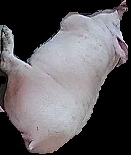 Crop