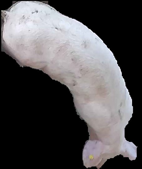 Crop