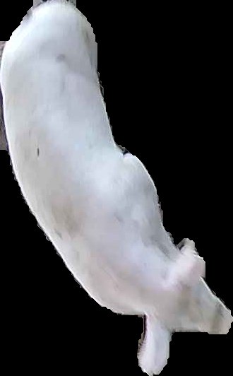 Crop